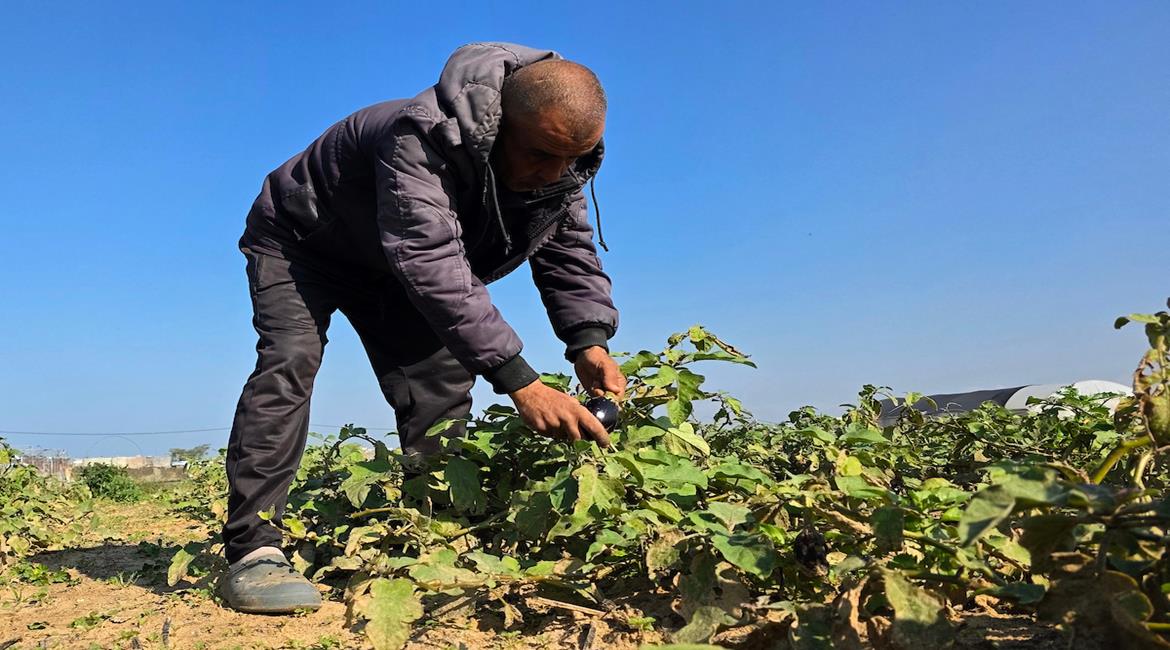 مزارعون يتحدون الظروف القاسية ويكافحون لإعادة زراعة أراضيهم قرب "الخط الأصفر" جنوب خان يونس